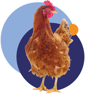 Línea avícola productos para aves